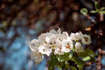 White flowers of blossoming apple tree. Close-up. Springtime. April and May. Garden plant. Beauty...