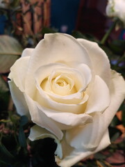 Obraz premium Rose