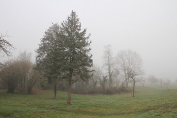 Nebel am Morgen