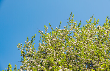 White flowers of blossoming apple tree. Close-up. Springtime. Blooming orchard. April and May....