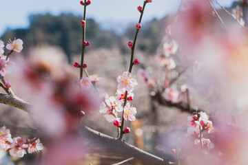 春の訪れを告げるピンク色の梅の花