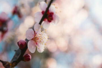玉ボケの光とピンク色の梅の花