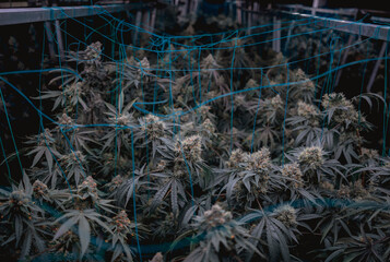 Premium cannabis plants in a greenhouse ready for harvest.