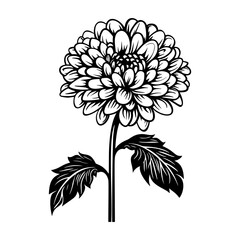 Hand drawn white chrysanthemum
