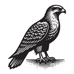 Obraz premium Hawk. predatory bird. Beautiful vintage engraving illustration, emblem, icon, logo, sketch. Black lines 