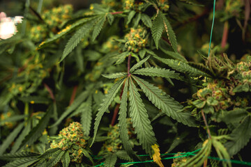 Premium cannabis plants in a greenhouse ready for harvest.