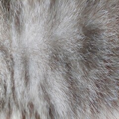 close up of fur texture