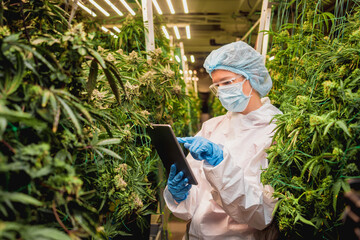 Naklejka na ściany i meble Female researcher examine cannabis leaves and buds in a greenhouse enters data into a tablet.