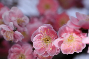 Obraz premium 日本の春の梅