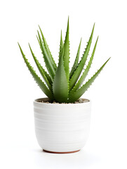 Aloe vera plant in a white flower pot on white background 