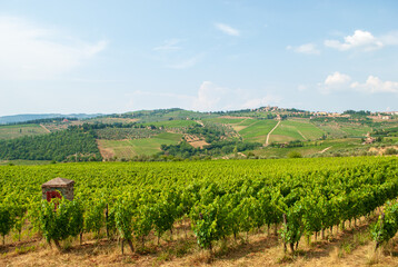 Fototapeta na wymiar the vineyards colored green in the spring of Chianti in Tuscany