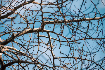 tree branch without leaves against the blue sky