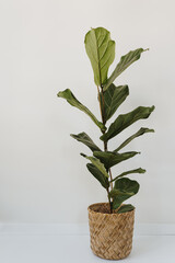 Beautiful green ficus lyrata plant in rattan flower pot over white wall. Elegant minimal floral background