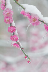 Plum blossoms are in full bloom in the snow at the East Lake Plum Garden in Wuhan