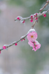 Plum blossoms are in full bloom in the snow at the East Lake Plum Garden in Wuhan