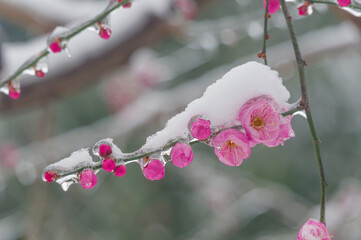 Plum blossoms are in full bloom in the snow at the East Lake Plum Garden in Wuhan