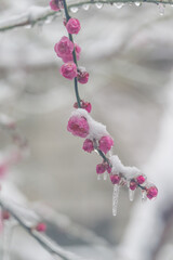 Plum blossoms are in full bloom in the snow at the East Lake Plum Garden in Wuhan