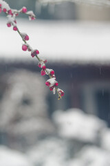 Plum blossoms are in full bloom in the snow at the East Lake Plum Garden in Wuhan