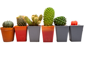cactus on white background and isolate