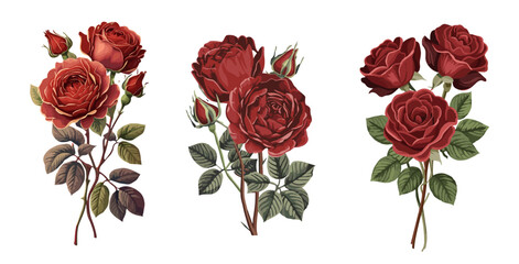 Gorgeous bouquets of red, burgundy, wine roses and green leaves. Realistic vector illustration isolated, transparent background. Floral watercolor design for poster, greeting card, wedding invitation.