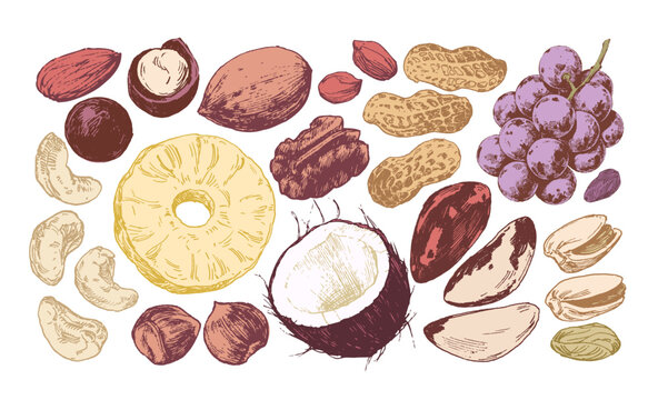 Assorted nuts and dried fruits hand drawn illustrations, coloured and isolated on white background