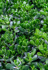 Money tree, crassula in a flower pot. Many different plants.