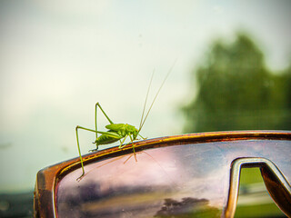 A large green grasshopper (locust) climbed onto old sunglasses