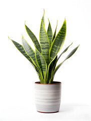 A green snake plant in a pot on table, white background 