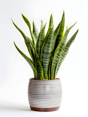 Green snake plant in a white pot on white background 