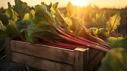 Rhubarb leafstalks harvested in a wooden box in a field with sunset. Natural organic vegetable abundance. Agriculture, healthy and natural food concept. Horizontal composition.