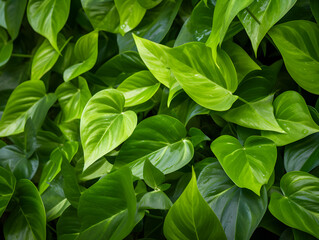 Close up background with green leaves 