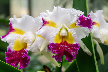 purple and white orchid