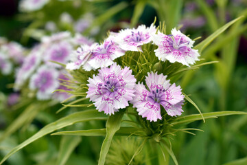 Garden carnation or Turkish carnation, the flower is white with lilac stripes.