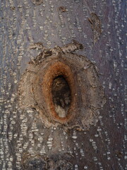 Tree wound closing after pruning a branch.