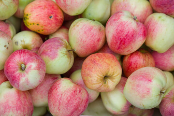 Lots of ripe apples close-up.