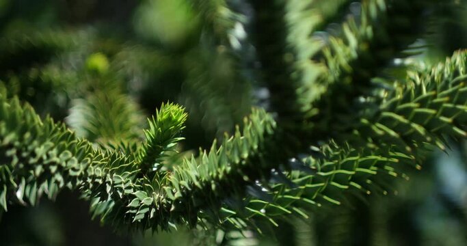 Closeup of a Araucaria araucana branch with its triangular, scale-like leaves. The national tree of Chile, it is also called monkey puzzle tree or Chilean pine, and has a dazzling natural geometry.