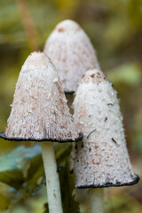 Poisonous mushrooms. Hallucinogenic mushrooms in the natural environment.