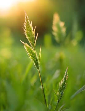 Green grass on the forest meadow at sunset. Wild grass swaying in the wind. Macro image, shallow depth of field. Beautiful summer nature background. Generative AI