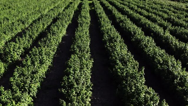 Aerial View of Lush Raspberry Bush Field