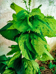 leaves