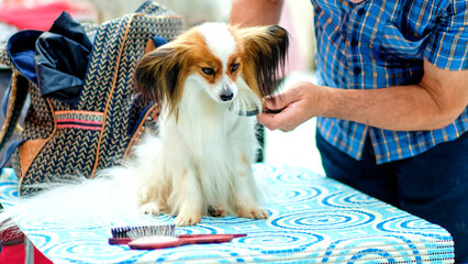 Papillon, also called the continental toy spaniel on the grooming table while combing