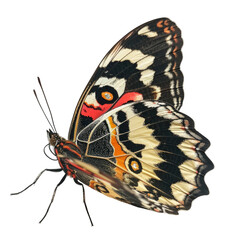 Colorful butterfly in transparent background