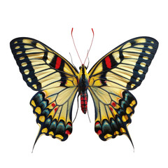 Obraz premium Colorful butterfly in transparent background