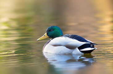mallard duck on pond at sunset - 739202409