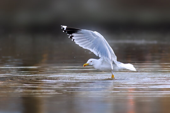 yellow legged gull flapping wings