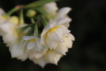 日本の早春の庭に咲く白い八重咲きのフサザキスイセンの花