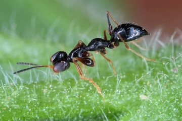 Pincer Wasp (Dryinidae) genus Gonatopus. Adult wasp. Parasitoid  of lafhoppers and planthoppers.