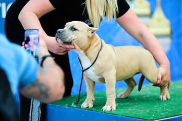 American bully puppy is trained to stand up for a dog show