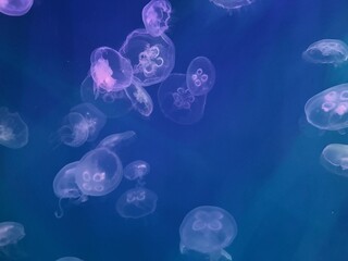 Naklejka premium Jellyfish
