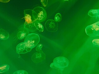 jellyfish in the green